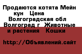 Продаются котята Мейн-кун › Цена ­ 9 000 - Волгоградская обл., Волгоград г. Животные и растения » Кошки   